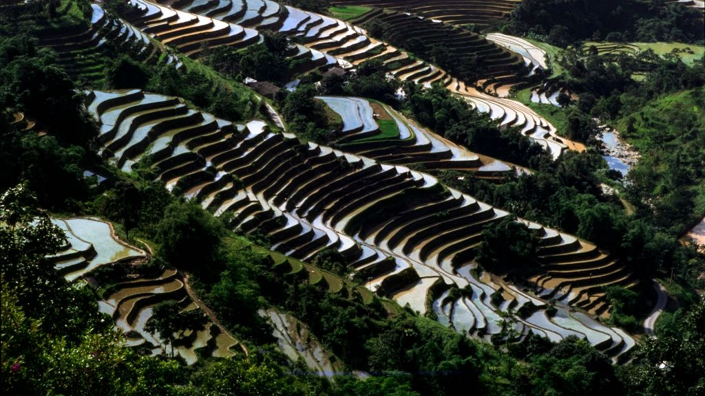 Tea pickers among ancient bushes on the Fengqing terrace at golden hour